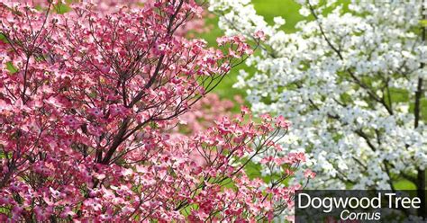 Experience the enchanting beauty of a magic dogwood tree in full bloom